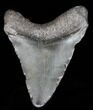 Juvenile Megalodon Tooth - South Carolina #39950-1